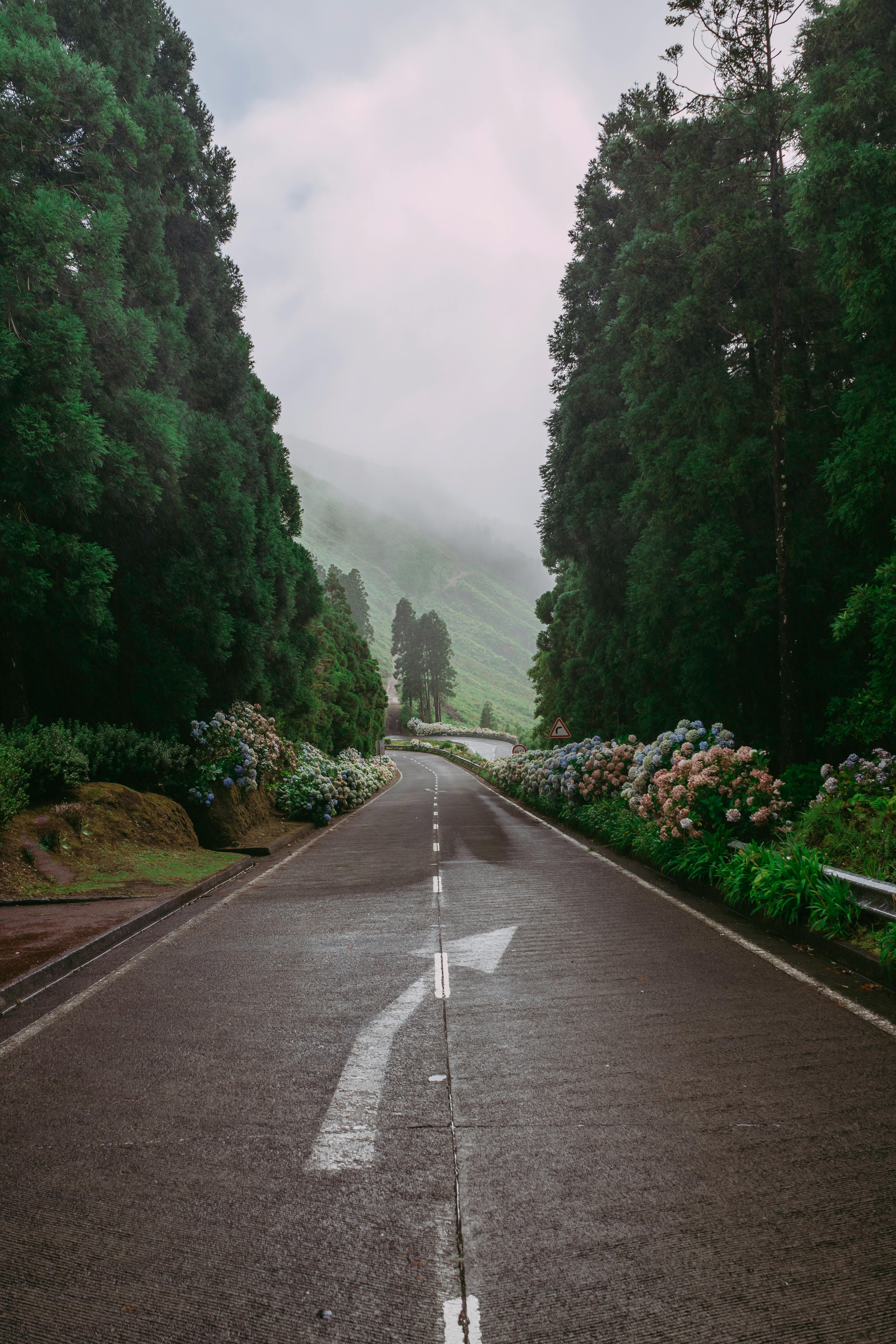 Estrada de hortênsias, Açores